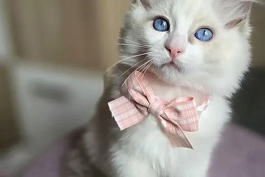 Rasowy kot Ragdoll, Mazowieckie, Warszawa