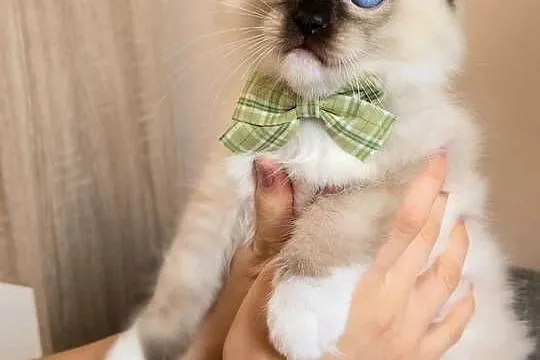 Rasowy kot Ragdoll, Mazowieckie, Warszawa
