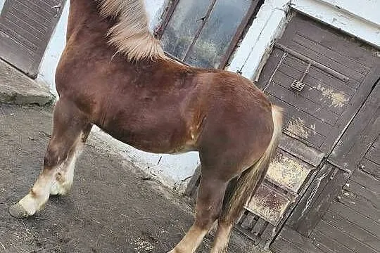 Klaczka Kobyłka zimnokrwista, Mazowieckie, Tarczyn