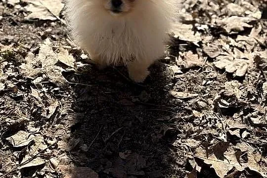 Szpic miniaturowy pomeranian dziewczynka, Śląskie, Poniszowice