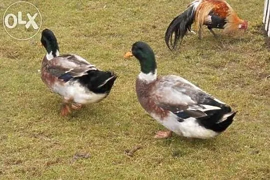 Sprzedam/Zamienię młodego kaczora kaczki staropols