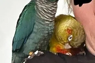 Papugi rudosterki