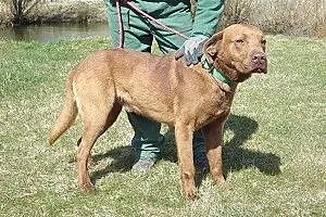 Czekoladowy w typie labradora do adopcji