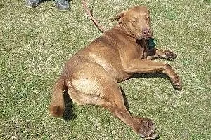 Czekoladowy w typie labradora do adopcji