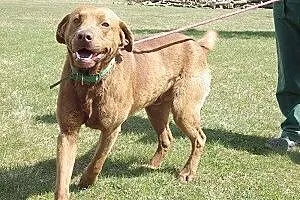 Czekoladowy w typie labradora do adopcji