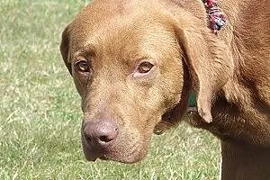 Czekoladowy w typie labradora do adopcji