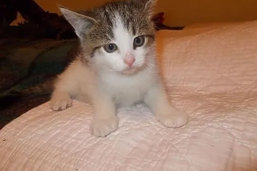 Kociczki i kocurki 7=8 tyg adopcja!!,  świętokrzys