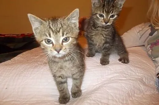 Kociczki i kocurki 7=8 tyg adopcja!!,  świętokrzys