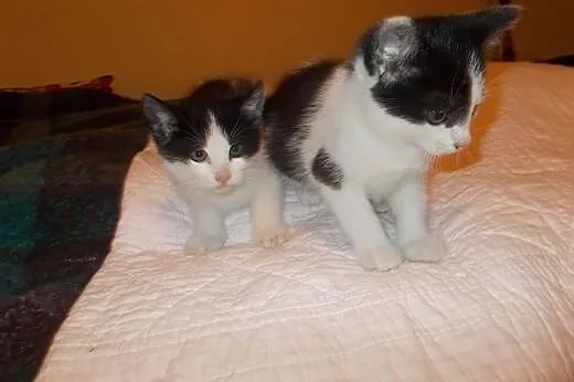 Kociczki i kocurki 7=8 tyg adopcja!!,  świętokrzys