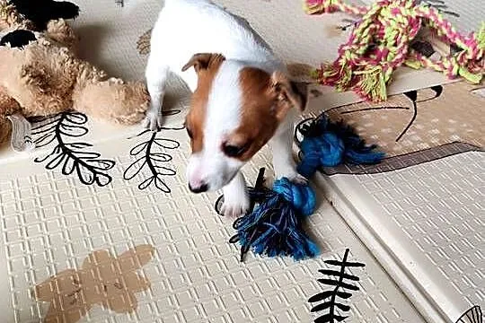 Jack Russell Terrier gładkowłose, Łódzkie, Poddębice
