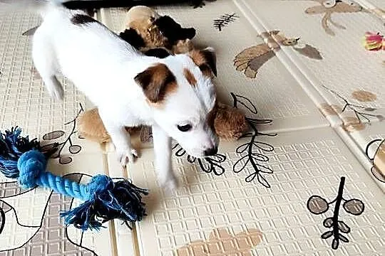 Jack Russell Terrier gładkowłose, Łódzkie, Poddębice