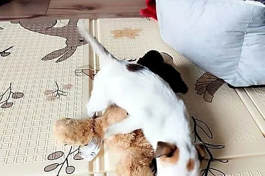 Jack Russell Terrier gładkowłose, Łódzkie, Poddębice