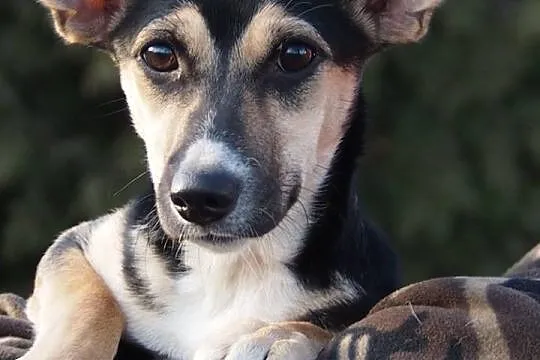 Nieduża, wesoła Wera, żywiołowy SZCZENIAK adopcja!