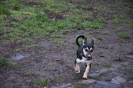 Nieduża, wesoła Wera, żywiołowy SZCZENIAK adopcja!