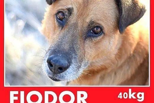 FIODOR, 40kg,duży,spokojny pies do adopcji,  małopolskie Kraków