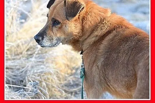 FIODOR, 40kg,duży,spokojny pies do adopcji,  małop