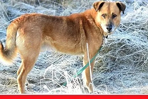 FIODOR, 40kg,duży,spokojny pies do adopcji,  małop