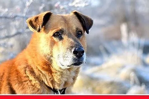FIODOR, 40kg,duży,spokojny pies do adopcji,  małop