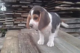 Pies beagle,  mazowieckie Siedlce, Siedlce
