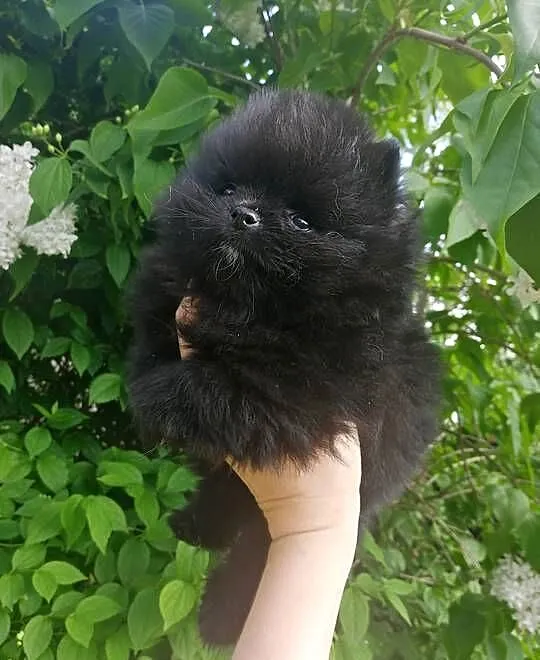 szpic miniaturowy pomeranian, Śląskie, Tarnowskie Góry