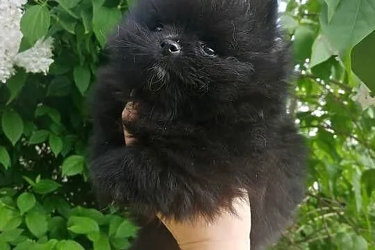 szpic miniaturowy pomeranian, Śląskie, Tarnowskie Góry