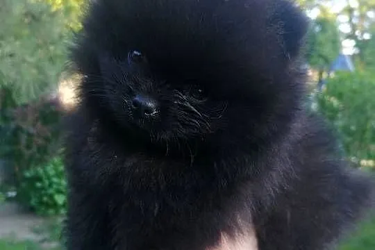 szpic miniaturowy pomeranian, Śląskie, Tarnowskie Góry