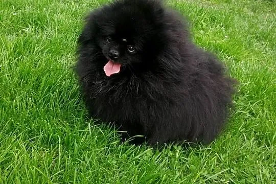 szpic miniaturowy pomeranian, Śląskie, Tarnowskie Góry