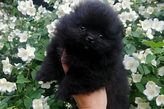 szpic miniaturowy pomeranian, Śląskie, Tarnowskie Góry