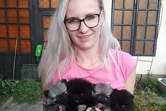 szpic miniaturowy pomeranian, Śląskie, Tarnowskie Góry