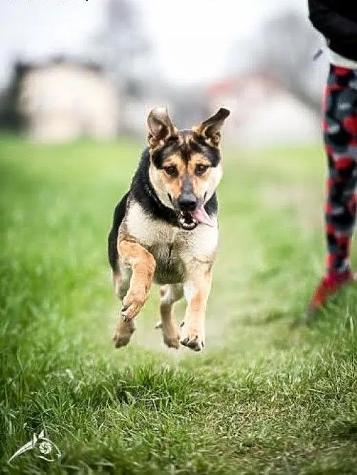 SARA - nietuzinkowa, piękna, wyjątkowa! Cud psia c