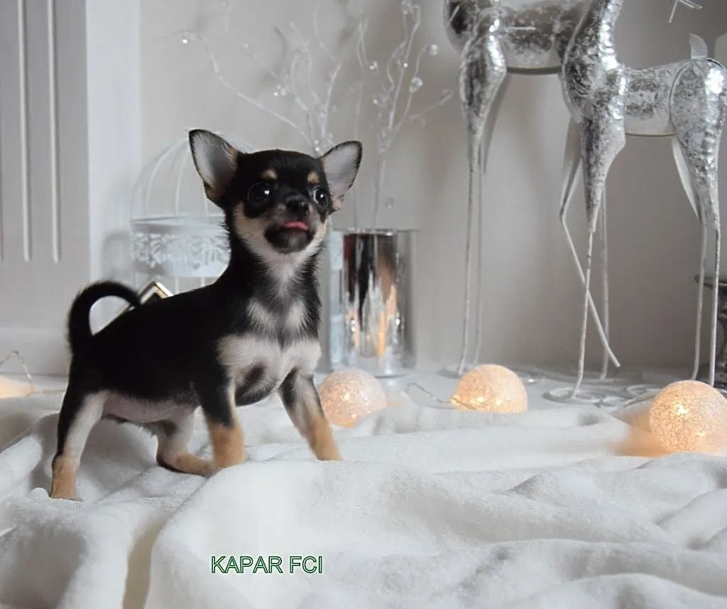 Chihuahua suczka ipiesek z rodowodem ZKwP, Łódzkie, Sieradz