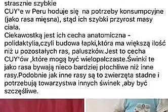 Świnka morska cuy, Lubuskie, Zielona Góra