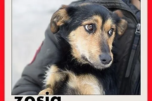 ZOSIA,9kg,młoda,łagodna,tulaśna,rodzinna suczka.ADOPCJA,  dolnośląskie Wrocław