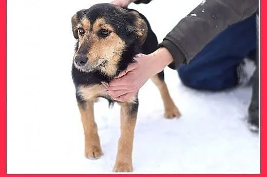 ZOSIA,9kg,młoda,łagodna,tulaśna,rodzinna suczka.AD