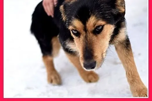 ZOSIA,9kg,młoda,łagodna,tulaśna,rodzinna suczka.AD