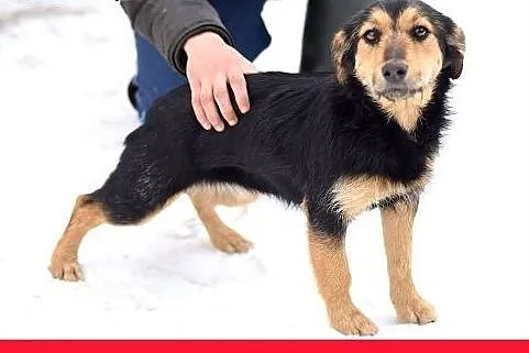 ZOSIA,9kg,młoda,łagodna,tulaśna,rodzinna suczka.AD