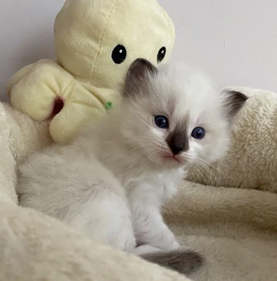 Mały kocurek  rasy ragdoll kot do rezerwacji rodowód FPL, , Ornontowice