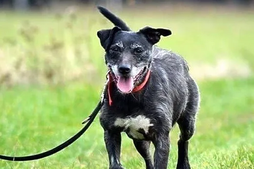 Bystra, wesoła i posłuszna. KAMAn, pokochaj mnie!,