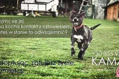 Bystra, wesoła i posłuszna. KAMAn, pokochaj mnie!,