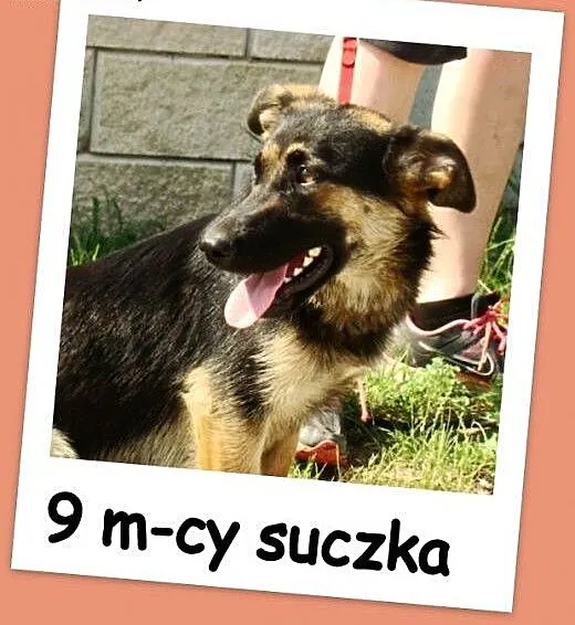 Suczka ZDZISIA,9 m-cy,waga 16 kg,owczarek na krótk