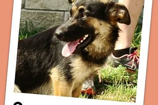 Suczka ZDZISIA,9 m-cy,waga 16 kg,owczarek na krótk