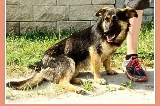 Suczka ZDZISIA,9 m-cy,waga 16 kg,owczarek na krótk