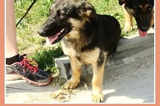 Suczka ZDZISIA,9 m-cy,waga 16 kg,owczarek na krótk