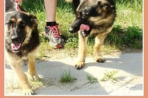 Suczka ZDZISIA,9 m-cy,waga 16 kg,owczarek na krótk