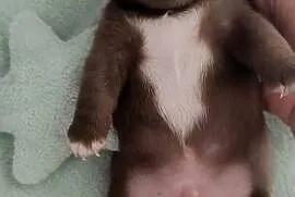 Chihuahua czekoladowy