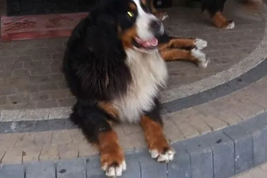 Berneński Pies Pasterski rodowodowe szczenięta, Kalisz