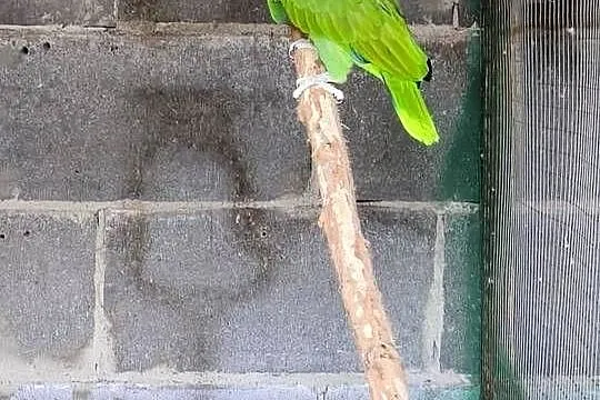 Amazonka modrobrewa