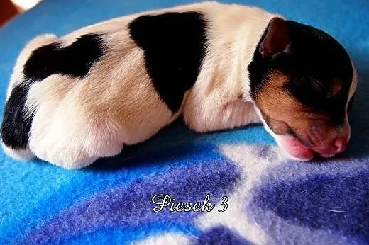 Jack Russell Terrier- gładkowłose szczenięta.,  ku