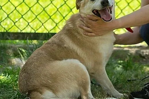 CHARLIE - szuka kochającego domu!,  mazowieckie Warszawa