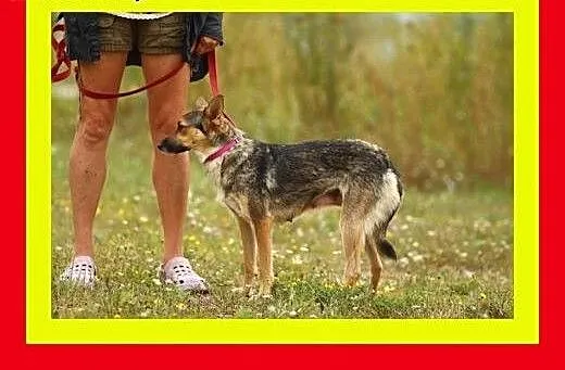 11 kg,sarenkowata,młoda 1,5 roczna łagodna suczka